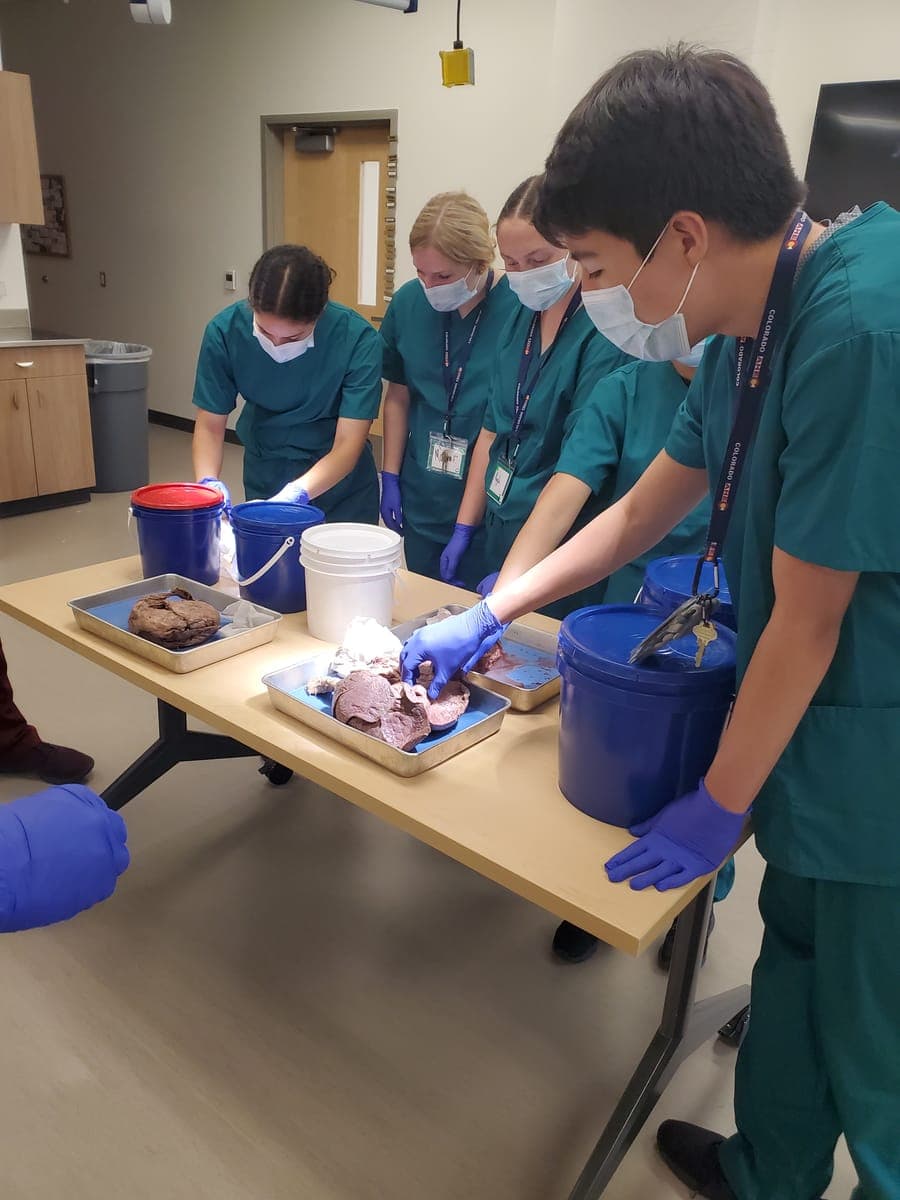 Masked students in teal scrubs with Colorado AHEC lanyards study specimens in a lab